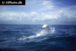 megalops atlanticus megalops atlanticus