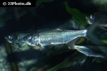megalops atlanticus megalops atlanticus