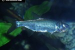 megalops atlanticus megalops atlanticus