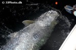 megalops atlanticus megalops atlanticus