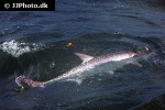 megalops atlanticus megalops atlanticus