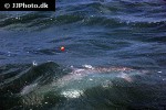 megalops atlanticus megalops atlanticus
