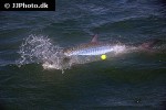 megalops atlanticus megalops atlanticus