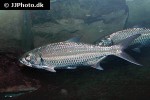 megalops cyprinoides megalops cyprinoides