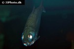 megalops cyprinoides megalops cyprinoides
