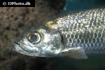 megalops cyprinoides megalops cyprinoides