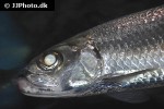 megalops cyprinoides megalops cyprinoides
