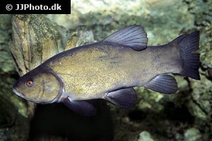 Tench
