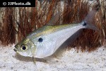 acanthocharax microlepis acanthocharax microlepis