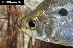 acanthocharax microlepis acanthocharax microlepis