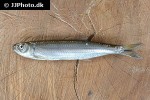 agoniates anchovia agoniates anchovia