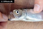 agoniates anchovia agoniates anchovia