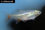 aphyocharax anisitsi aphyocharax anisitsi