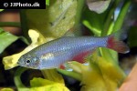 aphyocharax anisitsi aphyocharax anisitsi