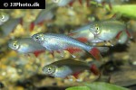 aphyocharax anisitsi aphyocharax anisitsi