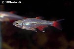 aphyocharax anisitsi aphyocharax anisitsi