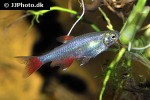 aphyocharax anisitsi aphyocharax anisitsi