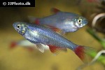 aphyocharax anisitsi aphyocharax anisitsi