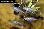 aphyocharax anisitsi aphyocharax anisitsi