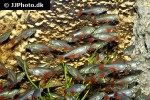 aphyocharax anisitsi aphyocharax anisitsi
