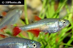 aphyocharax anisitsi aphyocharax anisitsi