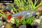 aphyocharax anisitsi aphyocharax anisitsi