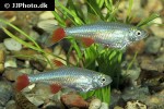 aphyocharax anisitsi aphyocharax anisitsi