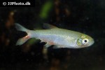 aphyocharax anisitsi rubropinnis aphyocharax anisitsi rubropinnis