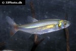aphyocharax dentatus aphyocharax dentatus