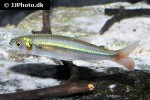 aphyocharax dentatus aphyocharax dentatus