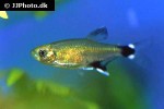 aphyocharax nattereri aphyocharax nattereri