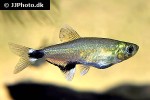 aphyocharax nattereri aphyocharax nattereri