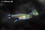 aphyocharax nattereri aphyocharax nattereri