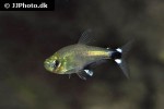 aphyocharax nattereri aphyocharax nattereri