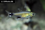 aphyocharax nattereri aphyocharax nattereri
