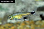 aphyocharax nattereri aphyocharax nattereri
