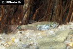 aphyocharax nattereri aphyocharax nattereri