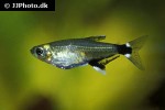 aphyocharax nattereri aphyocharax nattereri