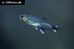 aphyocharax nattereri aphyocharax nattereri