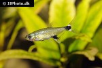 aphyocharax nattereri aphyocharax nattereri