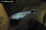 aphyocharax nattereri aphyocharax nattereri