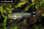 aphyocharax nattereri aphyocharax nattereri
