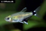 aphyocharax nattereri aphyocharax nattereri