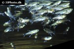 aphyocharax nattereri aphyocharax nattereri