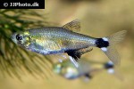 aphyocharax nattereri aphyocharax nattereri