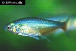 aphyocharax rathbuni aphyocharax rathbuni