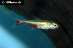 aphyocharax rathbuni aphyocharax rathbuni