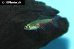 aphyocharax rathbuni aphyocharax rathbuni