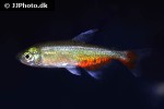 aphyocharax rathbuni aphyocharax rathbuni