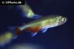 aphyocharax rathbuni aphyocharax rathbuni